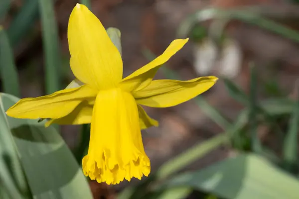 Hermoso Narciso Creciendo Jardín — Foto de Stock