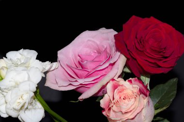 Siyah arka planda güzel güller