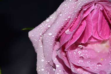 Siyah arkaplanda su damlaları olan güzel pembe bir gül.