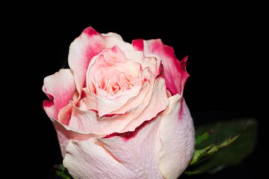 Siyah arka planda güzel pembe bir gül