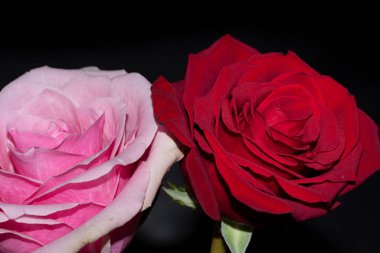 güzel kırmızı ve pembe güller siyah arkaplanda