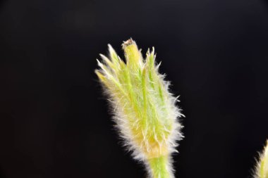 Koyu arkaplanda kabarık çiçekleri kapat