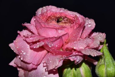 Siyah arka planda güzel pembe bir gül