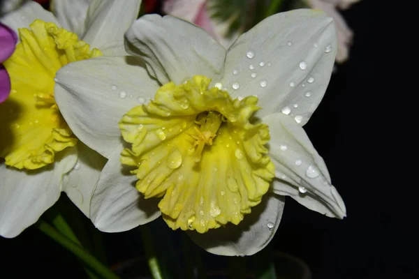 Fleurs Jaunes Jonquille Dans Jardin — Photo