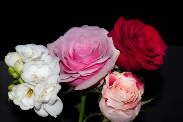 Belles Roses Sur Fond Noir — Photo