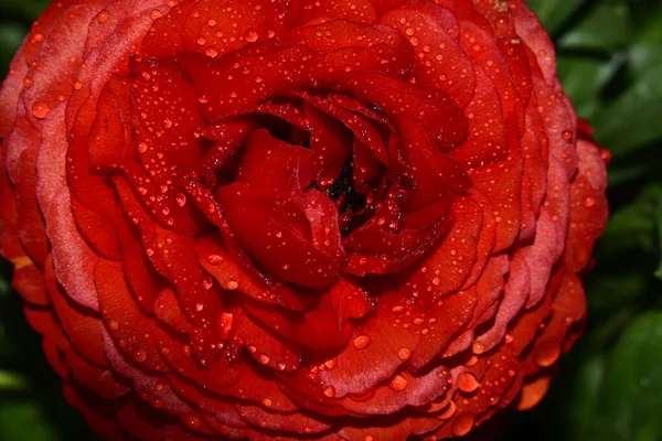 Beautiful Red Rose Dew Drops Dark Background — Stock Photo, Image