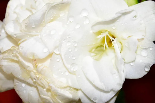 Rosa Branca Com Gotas Orvalho — Fotografia de Stock