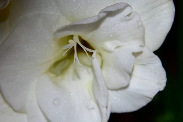 Biały Kwiat Ogrodzie — Zdjęcie stockowe