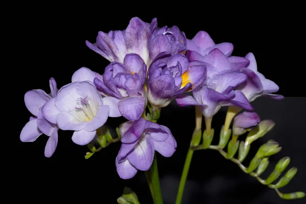 Beautiful Purple Flowers Black Background — Stock Photo, Image