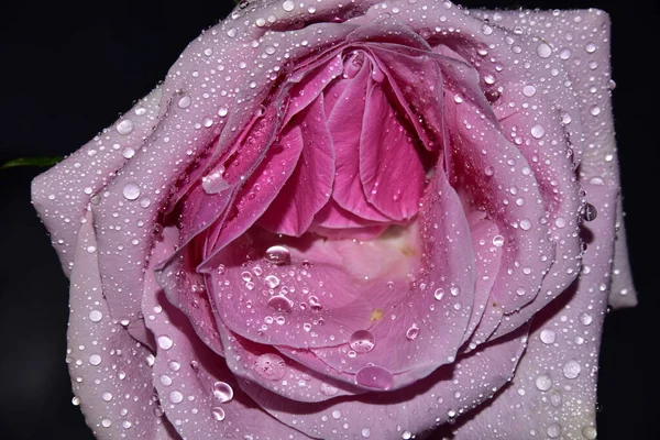 Schöne Rosa Rose Mit Wassertropfen Auf Dunklem Hintergrund — Stockfoto