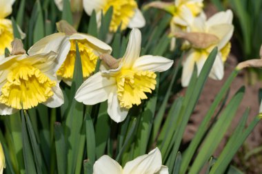 Bahçede büyüyen nergisler, bahar arkaplanı.