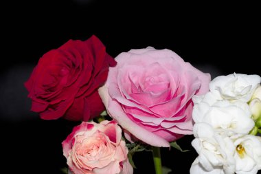 Siyah arka planda güzel çiçekler