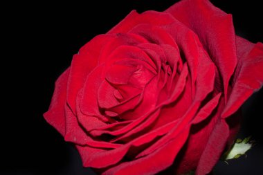 Siyah arkaplanda güzel yumuşak bir gül