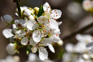 Bahar zamanı ağaç dalında beyaz çiçekler