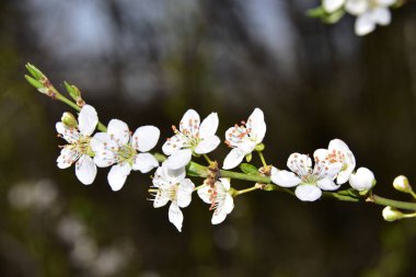 Bahar zamanı ağaç dalında beyaz çiçekler