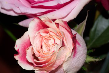 Siyah arka planda güzel yumuşak güller