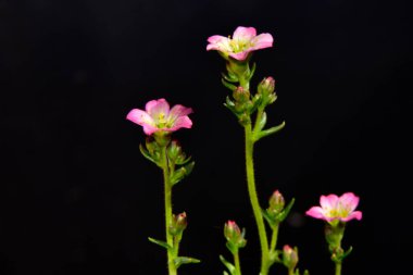 Siyah arka planda güzel çiçekler