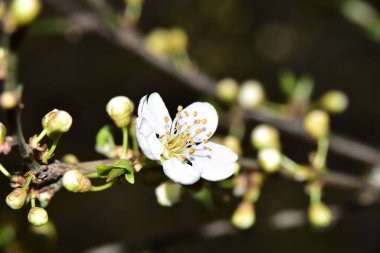 Bahar zamanı ağaç dalında beyaz çiçekler
