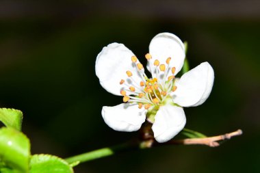 İlkbaharda elma ağacının beyaz çiçekleri