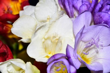 Güzel çiçeklerin manzarası, yaz konsepti.