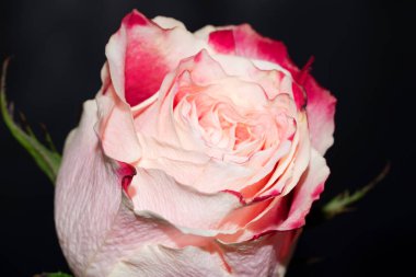 Siyah arkaplanda güzel yumuşak bir gül