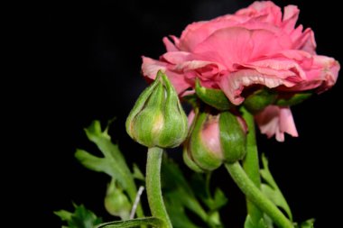 Siyah arkaplanda güzel yumuşak bir gül