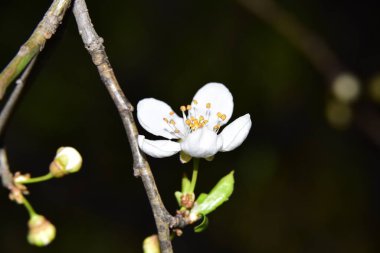 Bahar zamanı ağaç dalında beyaz çiçekler