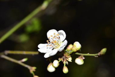 Bahar zamanı ağaç dalında beyaz çiçekler