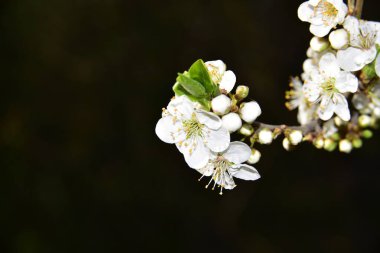 Bahar zamanı ağaç dalında beyaz çiçekler