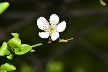 Bahar zamanı ağaç dalında beyaz çiçekler