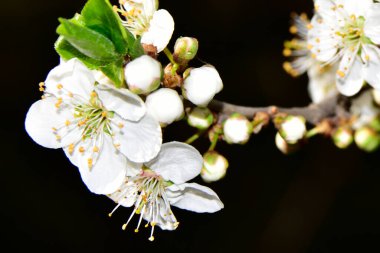 Bahar zamanı ağaç dalında beyaz çiçekler