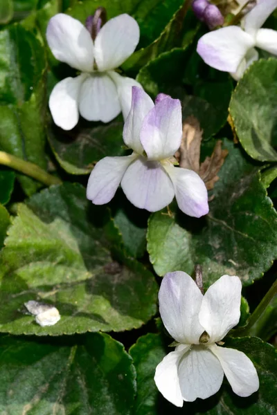 Hvide Blomster Vokser Haven - Stock-foto