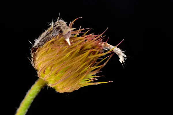 Közelről Bolyhos Virág Sötét Háttér — Stock Fotó