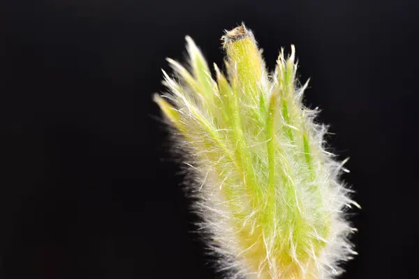 Primer Plano Flor Esponjosa Sobre Fondo Oscuro — Foto de Stock