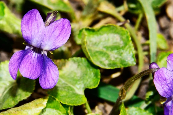 Bahçedeki güzel mor çiçekler