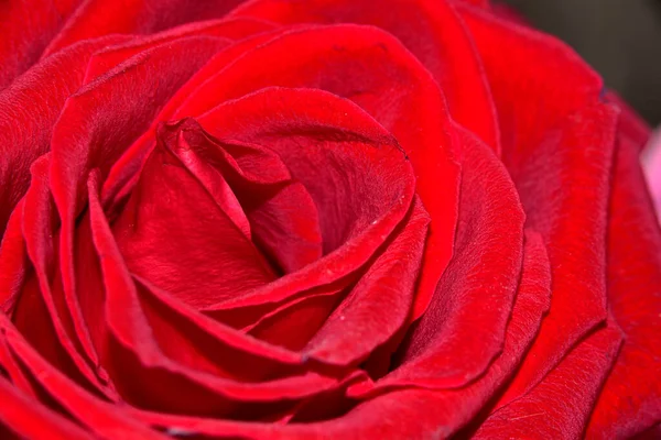 Red Rose Flower Close View — Fotografia de Stock
