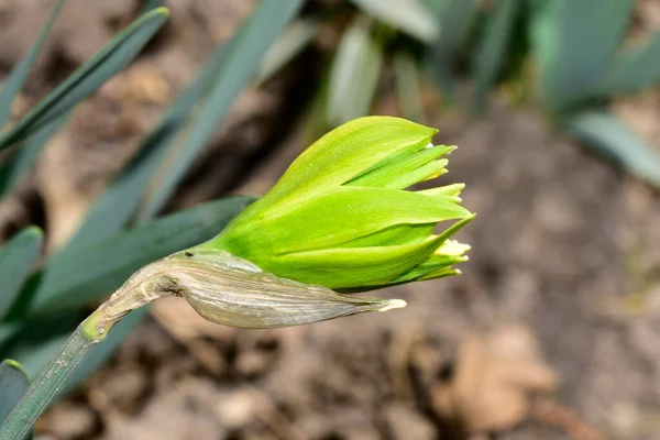 Beautiful Blooming Flower Growing Garden — 스톡 사진