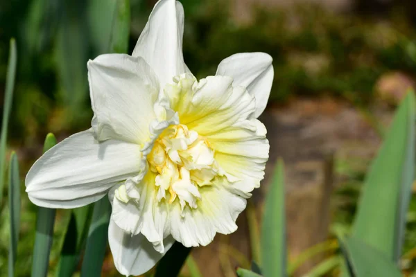 Narcisos Que Crecen Jardín Fondo Primavera —  Fotos de Stock