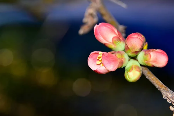 Рожеві Весняні Квіти Розмитому Фоні — стокове фото