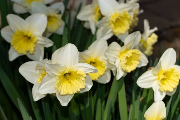 Daffodils Growing Garden Spring Background — Stockfoto