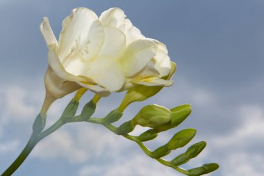 Gökyüzü arka planında güzel beyaz çiçekler, yaz konsepti