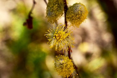 Bahar söğüdü kabarık tomurcukları, bitki örtüsü ve yeşillik konsepti