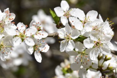 Bahar zamanı ağaç dalında beyaz çiçekler