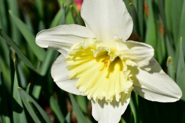 Bahçede büyüyen nergisler, bahar arkaplanı.