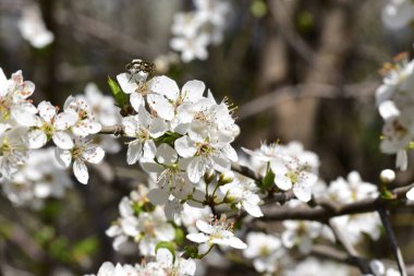 Bahar zamanı ağaç dalında beyaz çiçekler