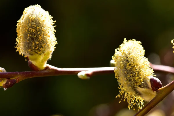 Spring Willow Fluffy Buds Flora Foliage Concept — Stockfoto