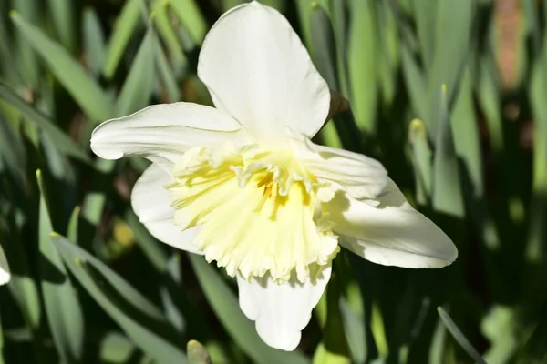 Daffodils Growing Garden Spring Background — Stockfoto