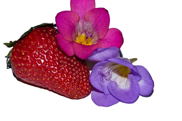 Schöne Blumen Mit Erdbeere Auf Weißem Hintergrund — Stockfoto