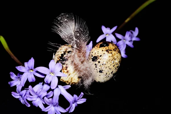 Великодні Яйця Квіти Чорному Тлі — стокове фото