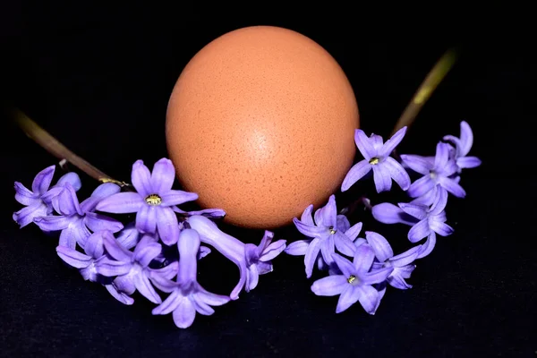 Siyah Arka Planda Çiçekler Olan Paskalya Yumurtası — Stok fotoğraf